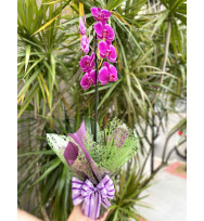 Orquídea Phalaenopsis Lilás